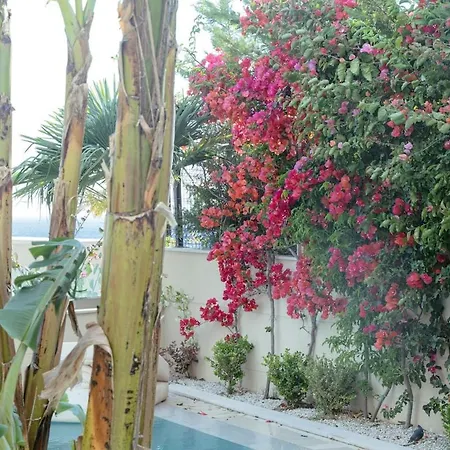 Jungle Modern With Pool In Coast Villa *
